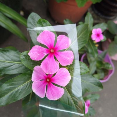 良い価格 透明な1mmポリカーボネート製PCボード オプティカルまたは印刷のための単層1mm オンライン